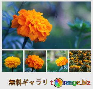 イメージの銀行にtOrangeはセクションからフリーの写真を提供しています： マリーゴールドの花