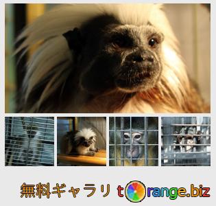 イメージの銀行にtOrangeはセクションからフリーの写真を提供しています： サル