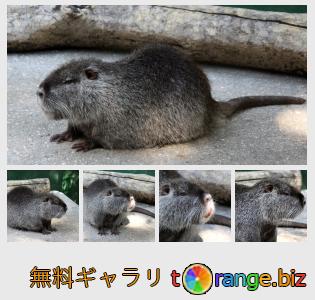 イメージの銀行にtOrangeはセクションからフリーの写真を提供しています： ヌートリア