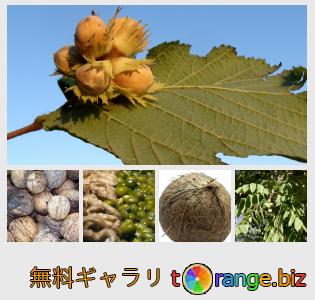 イメージの銀行にtOrangeはセクションからフリーの写真を提供しています： ナッツ