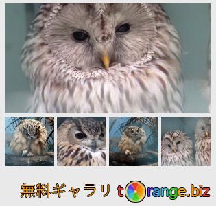 イメージの銀行にtOrangeはセクションからフリーの写真を提供しています： フクロウ