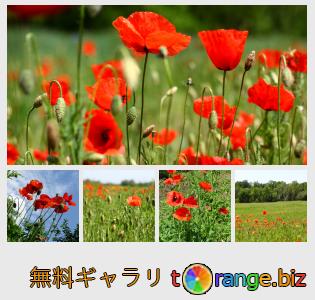 イメージの銀行にtOrangeはセクションからフリーの写真を提供しています： ポピーフィールド