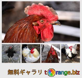 イメージの銀行にtOrangeはセクションからフリーの写真を提供しています： ルースターズ