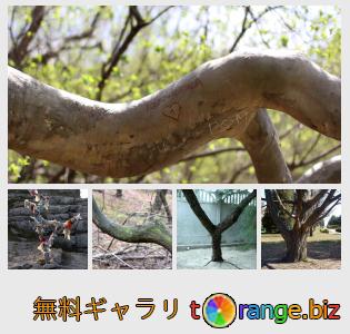 イメージの銀行にtOrangeはセクションからフリーの写真を提供しています： 形の木