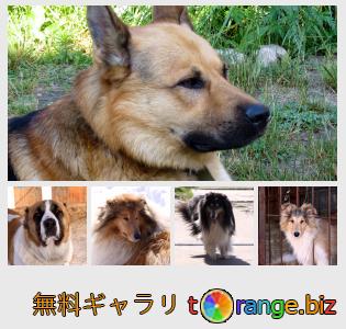 イメージの銀行にtOrangeはセクションからフリーの写真を提供しています： 牧羊犬