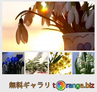 イメージの銀行にtOrangeはセクションからフリーの写真を提供しています： 春の花束