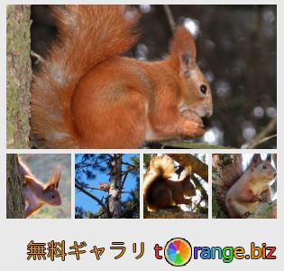 イメージの銀行にtOrangeはセクションからフリーの写真を提供しています： ツリー上のリス