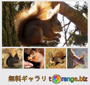 イメージの銀行にtOrangeはセクションからフリーの写真を提供しています： リス