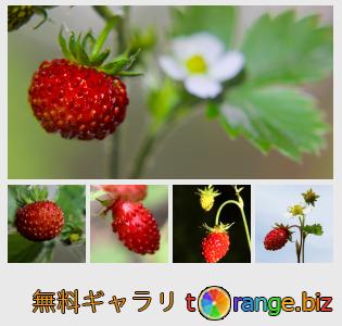 イメージの銀行にtOrangeはセクションからフリーの写真を提供しています： 苺