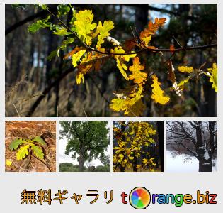 イメージの銀行にtOrangeはセクションからフリーの写真を提供しています: 木樫