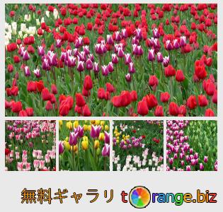 イメージの銀行にtOrangeはセクションからフリーの写真を提供しています： チューリップ