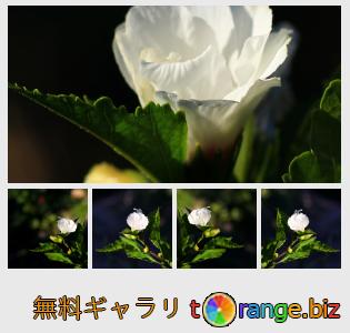 イメージの銀行にtOrangeはセクションからフリーの写真を提供しています： ホワイトハイビスカス