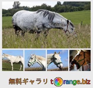 イメージの銀行にtOrangeはセクションからフリーの写真を提供しています： 白馬