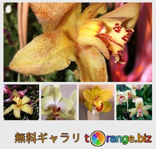 イメージの銀行にtOrangeはセクションからフリーの写真を提供しています： 黄色の蘭