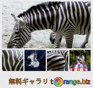 イメージの銀行にtOrangeはセクションからフリーの写真を提供しています： シマウマ