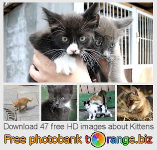 images free photo bank tOrange offers free photos from the section: kittens