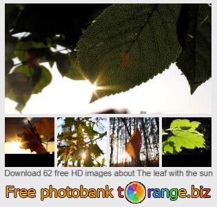 images free photo bank tOrange offers free photos from the section: leaf-sun