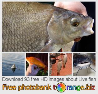 images free photo bank tOrange offers free photos from the section: live-fish