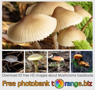 images free photo bank tOrange offers free photos from the section: mushrooms-toadstools