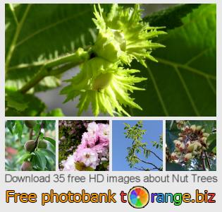 images free photo bank tOrange offers free photos from the section: nut-trees