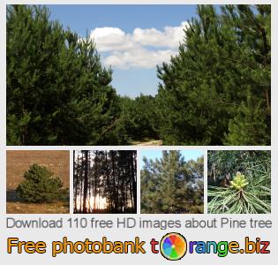 images free photo bank tOrange offers free photos from the section: pine-tree