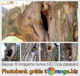 Banco de imagem tOrange oferece fotos grátis da seção:  oca-pássaro