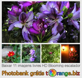 Banco de imagem tOrange oferece fotos grátis da seção:  blooming-escalador