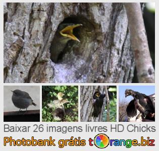 Banco de imagem tOrange oferece fotos grátis da seção:  chicks