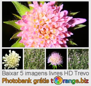 Banco de imagem tOrange oferece fotos grátis da seção:  trevo
