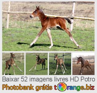 Banco de imagem tOrange oferece fotos grátis da seção:  potro