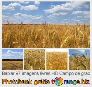 Banco de imagem tOrange oferece fotos grátis da seção:  campo-de-grão