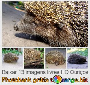 Banco de imagem tOrange oferece fotos grátis da seção:  ouriços