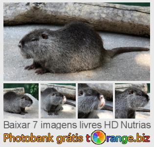 Banco de imagem tOrange oferece fotos grátis da seção:  nutrias