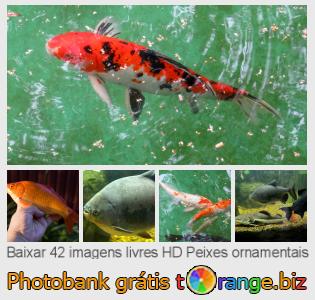 Banco de imagem tOrange oferece fotos grátis da seção:  peixes-ornamentais