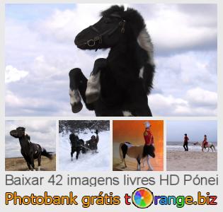 Banco de imagem tOrange oferece fotos grátis da seção:  pónei