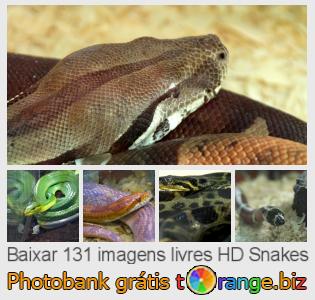 Banco de imagem tOrange oferece fotos grátis da seção: snakes