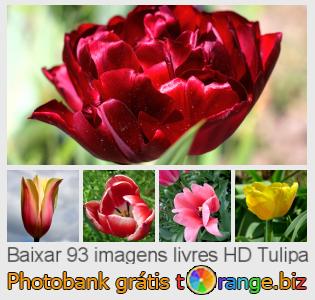 Banco de imagem tOrange oferece fotos grátis da seção: tulipa