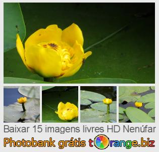 Banco de imagem tOrange oferece fotos grátis da seção:  nenúfar