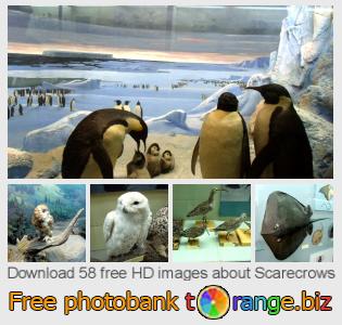 images free photo bank tOrange offers free photos from the section:  scarecrows