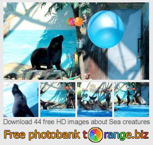 images free photo bank tOrange offers free photos from the section: sea-creatures
