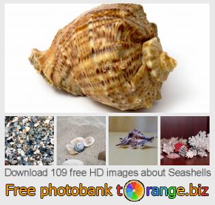 images free photo bank tOrange offers free photos from the section: seashells