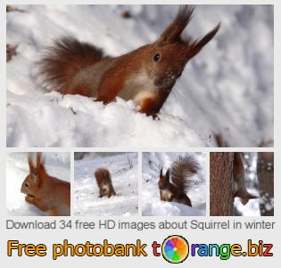 images free photo bank tOrange offers free photos from the section: squirrel-winter