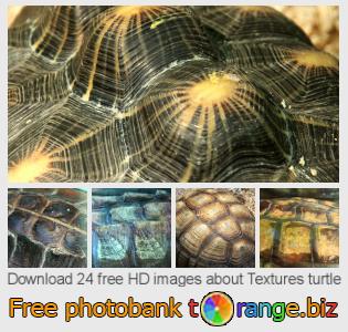 images free photo bank tOrange offers free photos from the section: textures-turtle