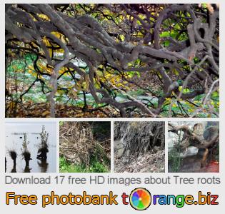 images free photo bank tOrange offers free photos from the section: tree-roots