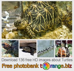 images free photo bank tOrange offers free photos from the section: turtles