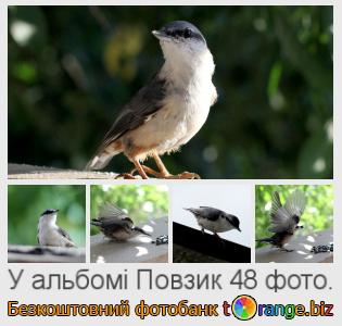 Фотобанк tOrange пропонує безкоштовні фото з розділу:  повзик
