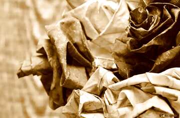 FX №106  autumn flower