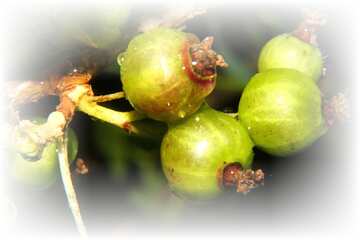 FX №1431 Gooseberry in stone