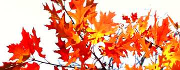 FX №13781 Обложка. Осень обои на рабочий стол.