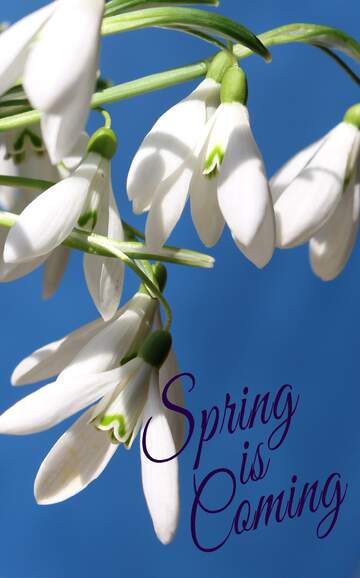 FX №175857 Early spring background Spring is coming